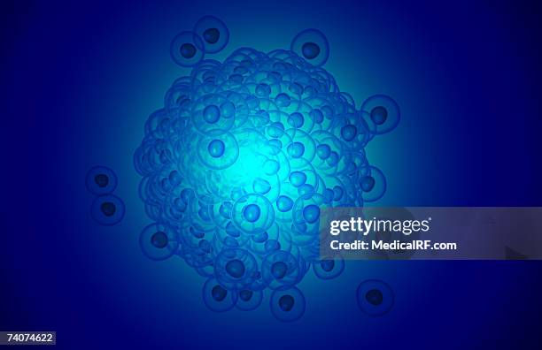 morula - embryo stock illustrations