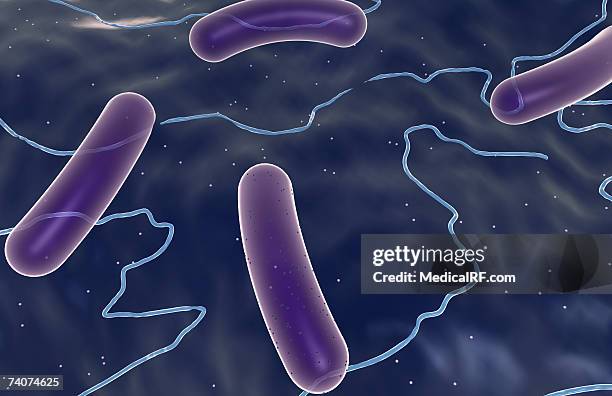 rod shaped bacteria - bacillus cereus 個照片及圖片檔