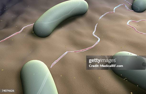 rod shaped bacteria - bacillus cereus 個照片及圖片檔