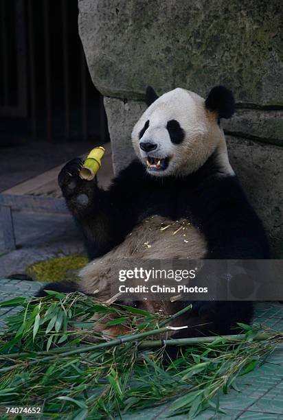 Giant panda eats bamboo at the Chongqing Zoo on May 4, 2007 in Chongqing Municipality, China. Animal welfare has become a concern in China in recent...