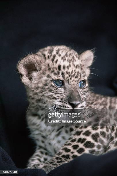 snow leopard cub - leopard cub stock pictures, royalty-free photos & images