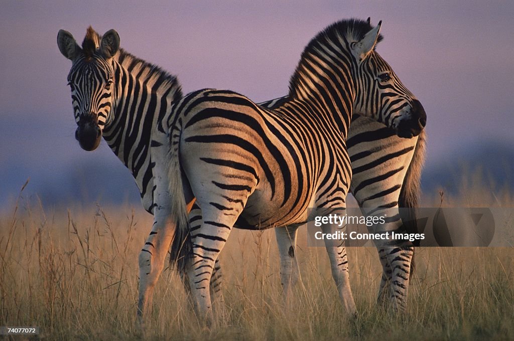 Two zebras