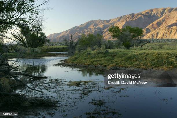 Riparian, or streamside, habitat along the lower Owens River before it empties into Owens Lake is expected to increase as the river flow is increased...