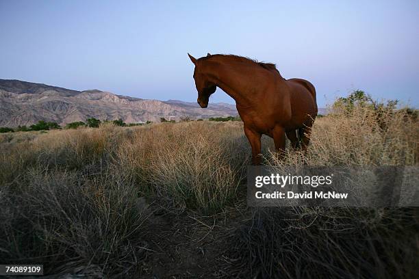 Horse grazes at nightfall along the lower Owens River before it empties into Owens Lake on May 5, 2007 near Lone Pine, California. The Los Angeles...