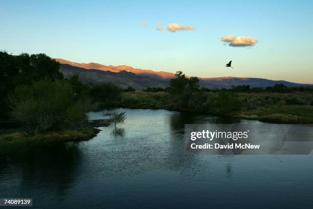 Great blue heron flies at dusk over the lower Owens River before it empties into Owens Lake on May 5, 2007 near Lone Pine, California. The Los...