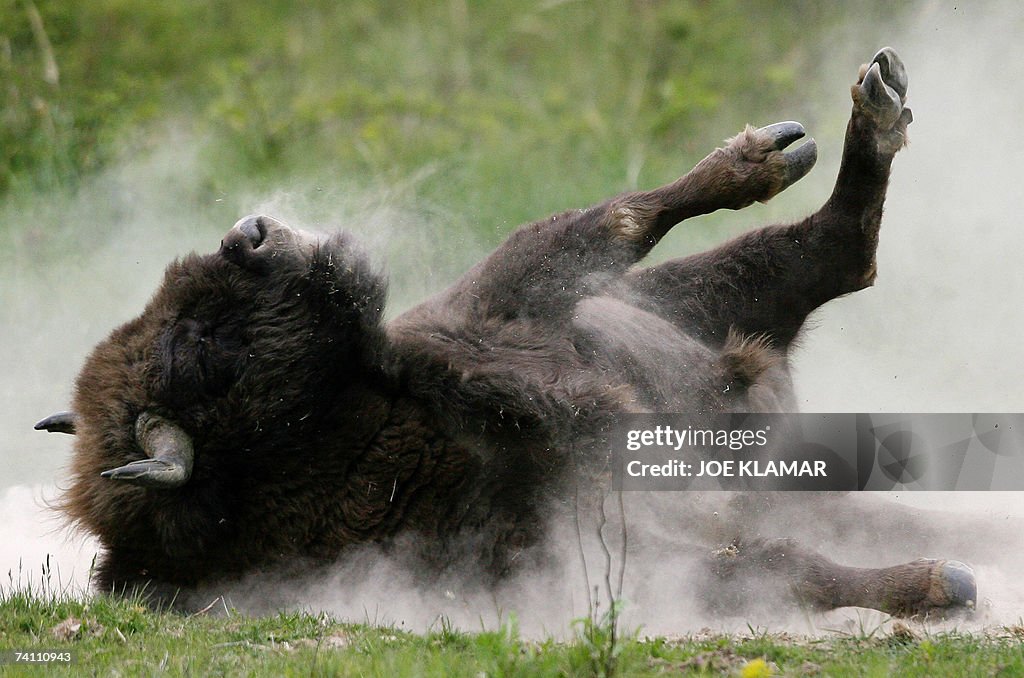 A bison takes a dust-bath at a pasture i...