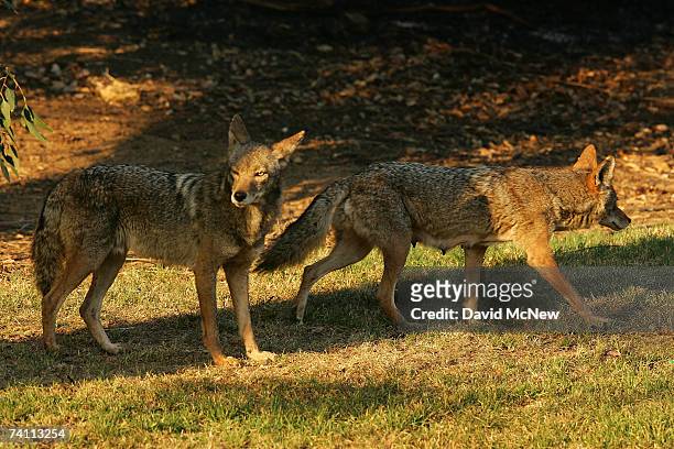 Two coyotes, one of them a nursing mother walking with a limp, walk on grass at the edge of scorched earth in Griffith Park, the nation's largest...
