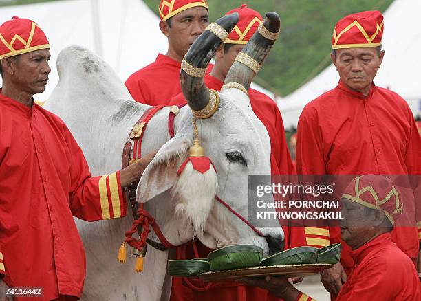 Brahman offer food to an oxen during the Royal Ploughing ceremony in Bangkok, 10 May 2007. Sacred Thai oxen nibbled on rice, maize and grass in an...