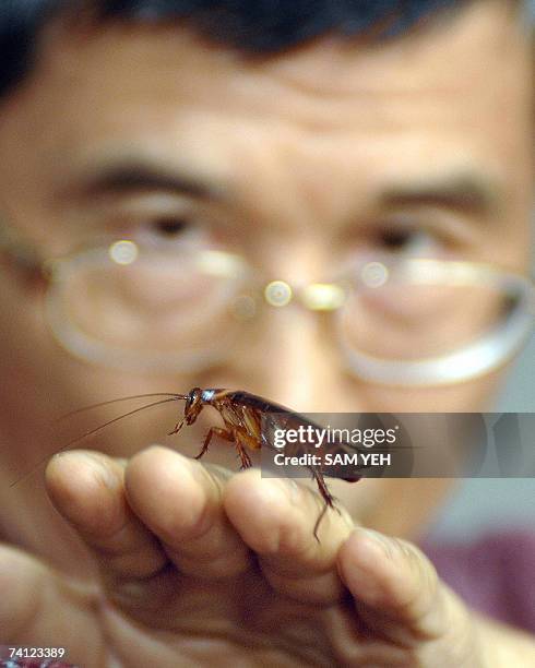 This photo dated 13 March, 2007 shows a cockroach raised by Professor Lin Jin-tun of Taiwan Normal University staying calmly on his hand in Taipei....