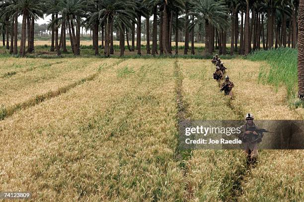 Marines of Echo Company 2 battalion, 7th Marines walk through a field during a security patrol May 11, 2007 in the area known as Zaidon in the Al...