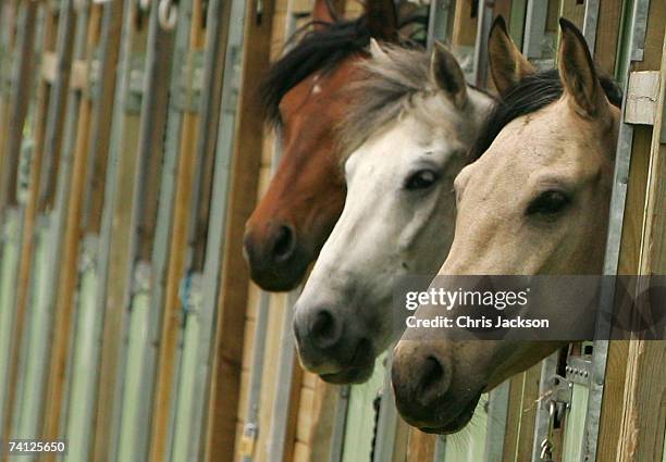 Ponies peer out from the stables during the windsor Horse Show on May 11, 2007 in Windsor, England. This is the second day of the show.