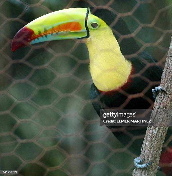 Tegucigalpa, HONDURAS: A toucan is pictured at the El Picacho municipal zoo in the north of Tegucigalpa, on May 11th, 2007. Some 200 species of...