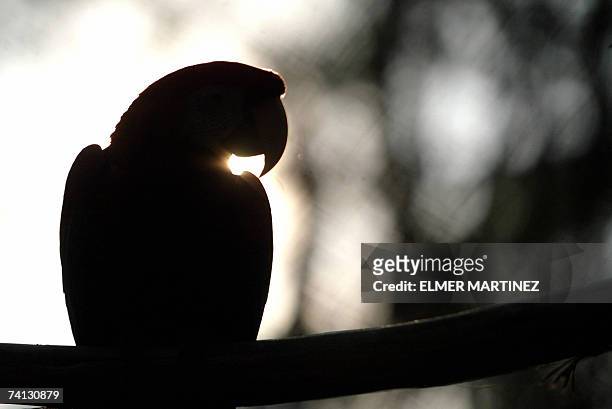 Tegucigalpa, HONDURAS: Silhouette of a scarlet macaws taken at the El Picacho municipal zoo in the north of Tegucigalpa, on May 11th, 2007. Some 200...