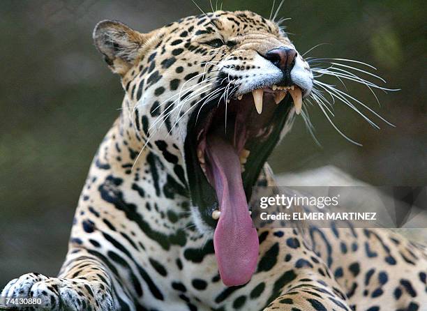 Tegucigalpa, HONDURAS: A jaguar named ''Moncho'', rests at the El Picacho municipal zoo in the north of Tegucigalpa, on May 11th, 2007. Some 200...