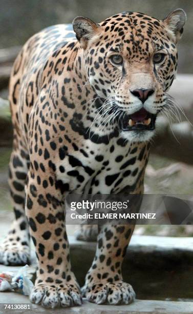 Tegucigalpa, HONDURAS: A jaguar named ''Moncho'', walks at the El Picacho municipal zoo in the north of Tegucigalpa, on May 11th, 2007. Some 200...