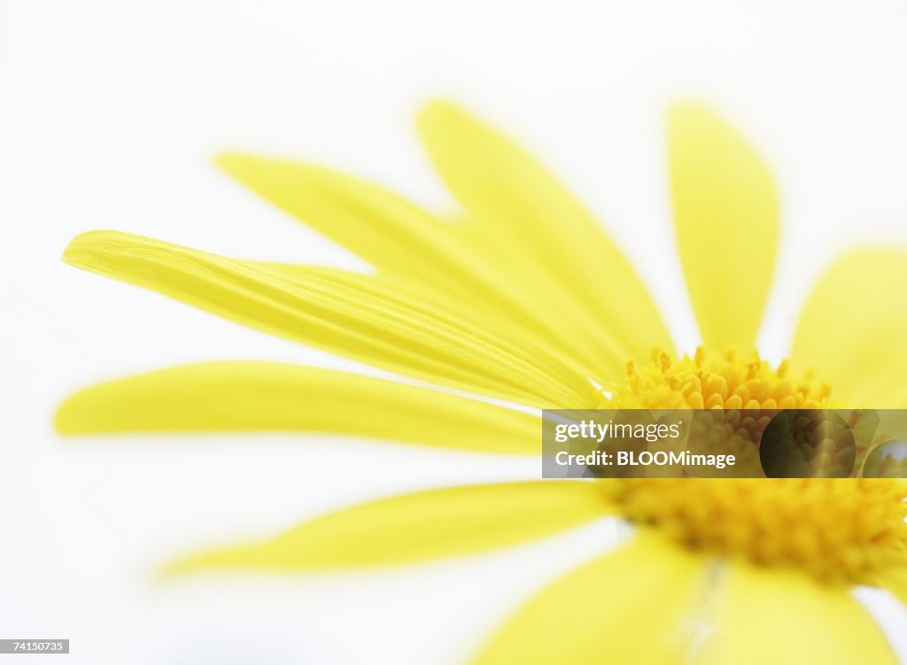 Yellow flower,close-up