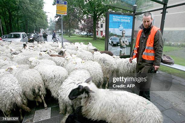 Groningen, NETHERLANDS: Sheep gather near a bus stop in the city of Groningen, northern Netherlands, 16 May 2007. The local authorities of Groningen...