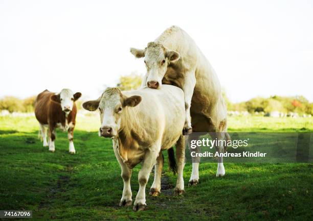 Accouplement 33 Mating Cows Stock Photos, High-Res Pictures, and Images - Getty Images