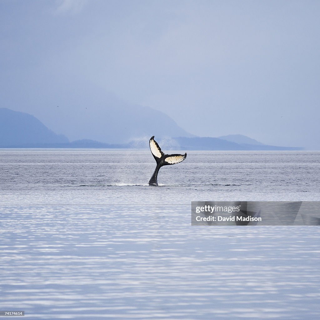 Humpback whale (Megaptera novaeangliae) tail fluking