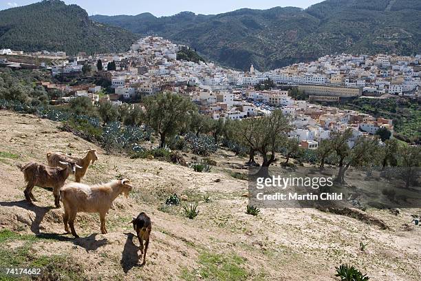 "goats grazing, cityscape in background " - moulay idriss morocco photos et images de collection