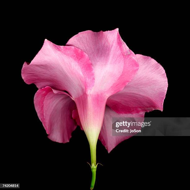 red riding hood flower (mandevilla), studio shot - mandevilla stock pictures, royalty-free photos & images