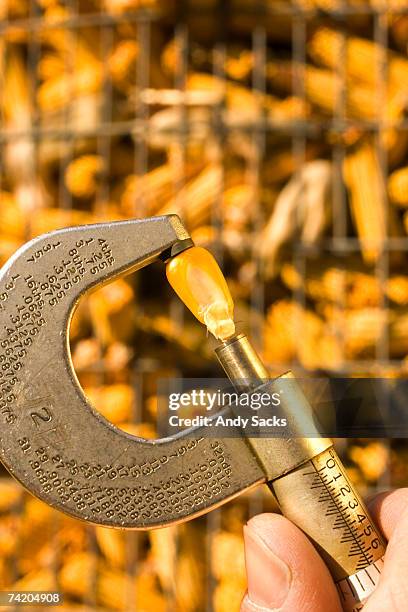 man measuring kernel of maize (corn) with precision micrometer, close-up of hand - corn kernel stock-fotos und bilder