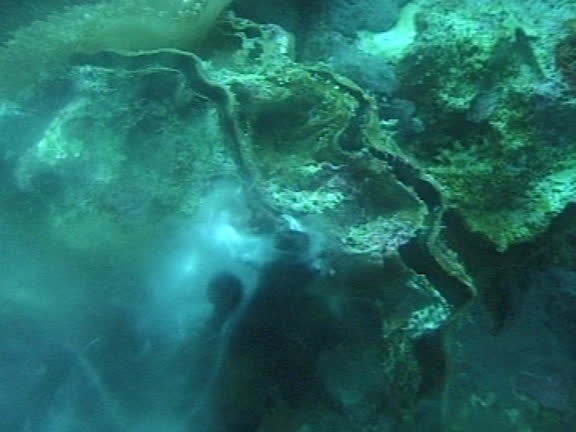 Clam Spawning 14 Giant Clam Shell Stock Videos, Footage, & 4K Video Clips - Getty Images