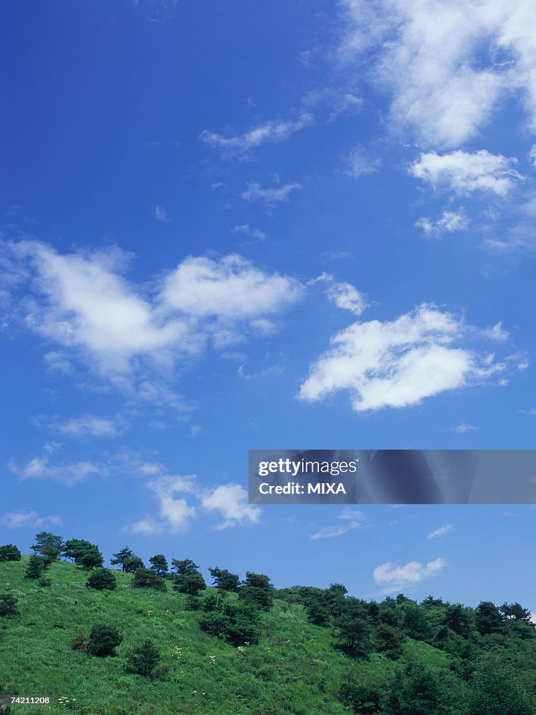 Green field and blue sky