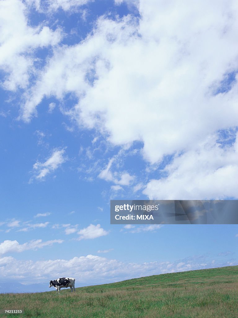 Cow standing in field