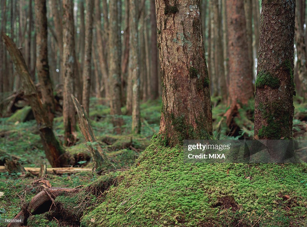 Tree covered by moss