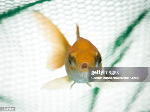 4,825 Net Trap Photos and Premium High Res Pictures - Getty Images 4,825 Net Trap Photos and Premium High Res Pictures - Getty Images
