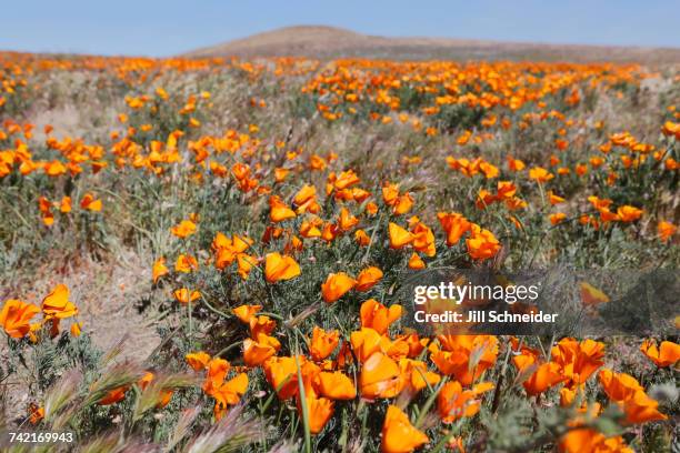 a field of poppies grow in antelope valley. - antelope valley poppy reserve stock pictures, royalty-free photos & images