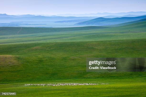 huolingguole,inner mongolia,china - big bluestem grass stock pictures, royalty-free photos & images