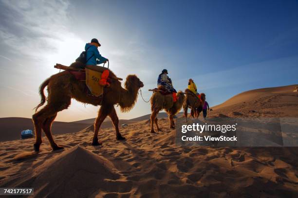 dunhuang desert, gansu - camel active fotografías e imágenes de stock