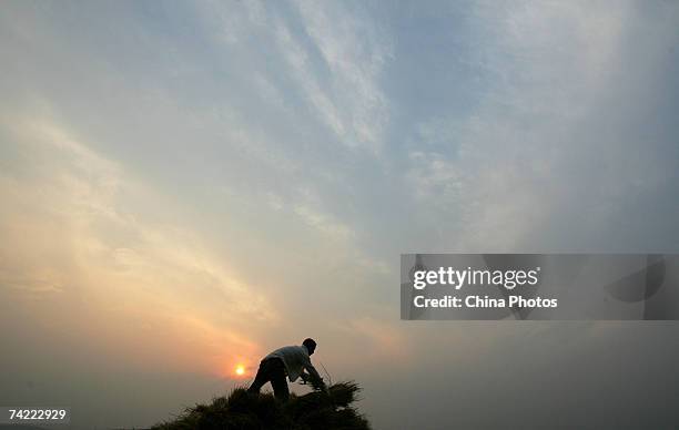 Farmer loads reaped wheat crop on a truck during the summer crop season May 21, 2007 in Xian of Shaanxi Province, China. China's Agricultural...