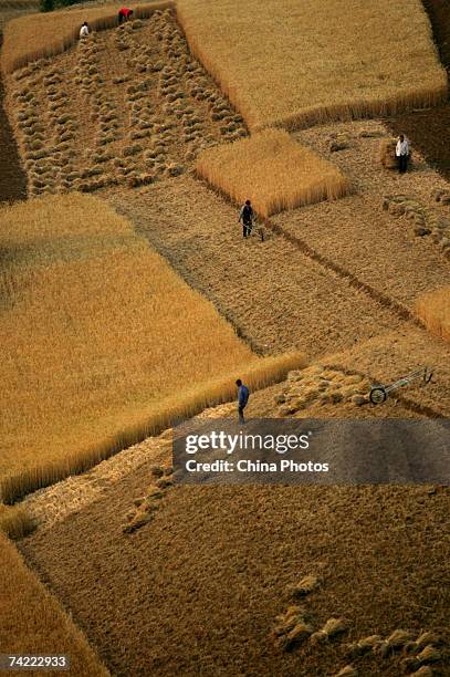 Farmers reap wheat during the summer crop season May 21, 2007 in Xian of Shaanxi Province, China. China's Agricultural ministry is concerned that a...