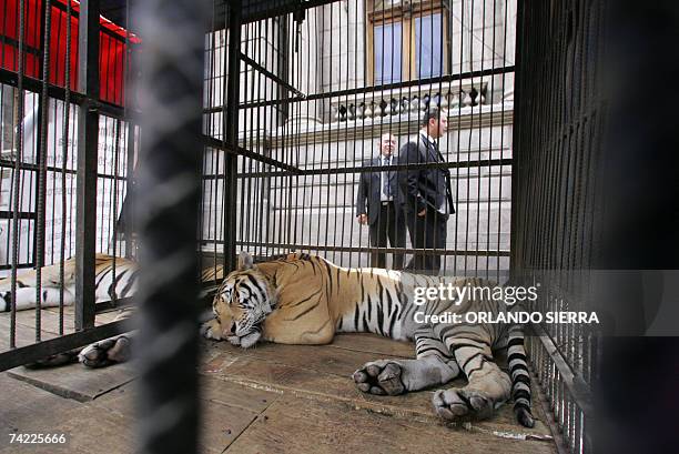 Miembros de la seguridad del Congreso caminan junto a dos tigres siberianos que permanecen frente a la sede del Poder Legislativo en Ciudad de...