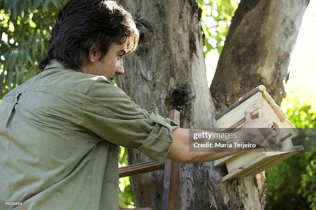 Young man on ladder, attaching birdhouse to tree