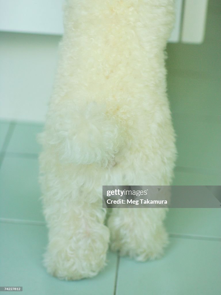 Low section view of a miniature poodle