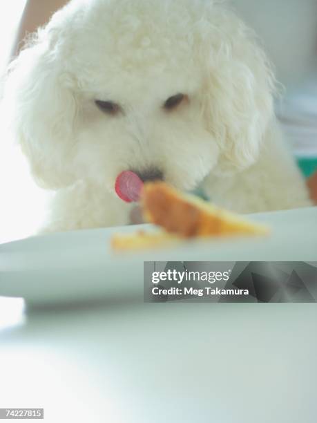close-up of a miniature poodle eating food - cibo per cani foto e immagini stock