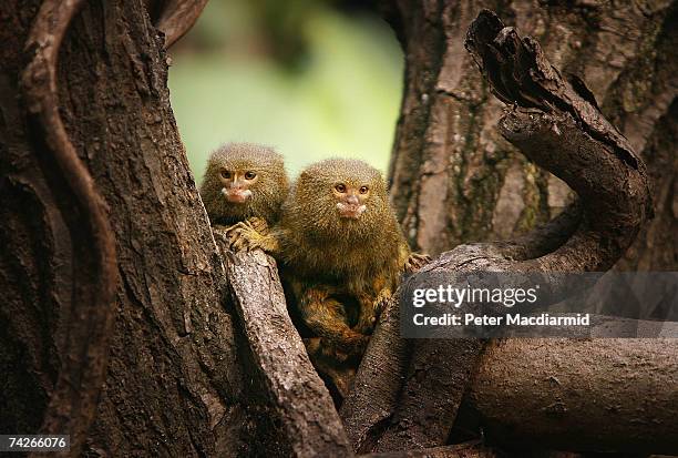 Two Pygmy Marmosets sit in a tree at London Zoo's new exhibit 'The Clore Rainforest Lookout' on May 24, 2007 in London, England. The new ?2.1 million...