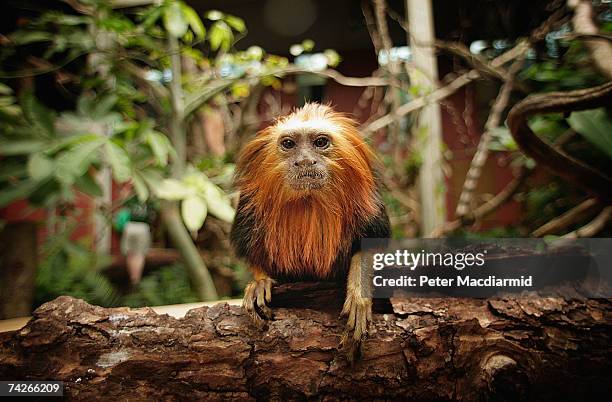 Golden-headed Lion Tamarin monkey sits in a tree at London Zoo's new exhibit 'The Clore Rainforest Lookout' opens on May 24, 2007 in London. The new...