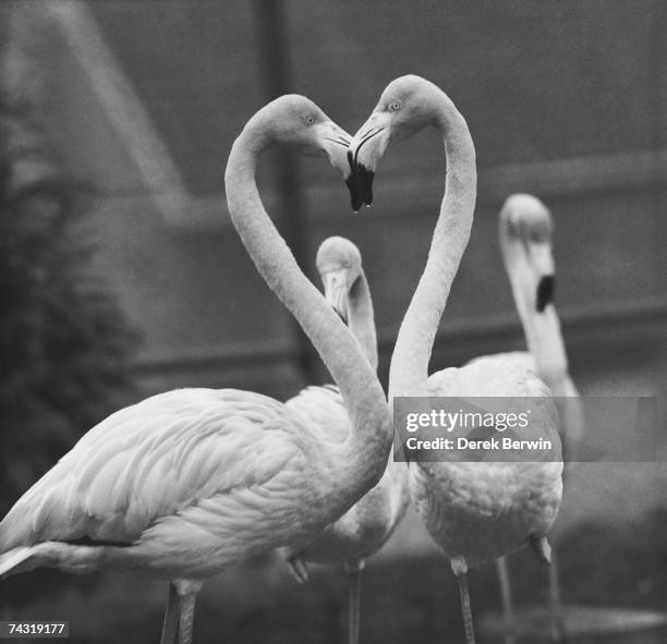 Necking Flamingoes, 24th December 1958.