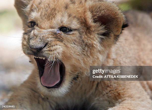 An six-and-a-half-week-old lion cub is shown to the media at the Budapest Zoo and Botanic Garden 25 May 2007. The lion baby, 'Bobita' was born on 04...