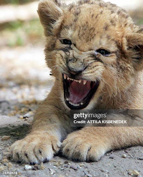 An six-and-a-half-week-old lion cub is shown to the media at the Budapest Zoo and Botanic Garden 25 May 2007. The lion baby, 'Bobita' was born on 04...
