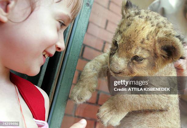 Young girl looks at a six-and-a-half-week-old lion cub is shown to the media at the Budapest Zoo and Botanic Garden 25 May 2007. The lion baby,...