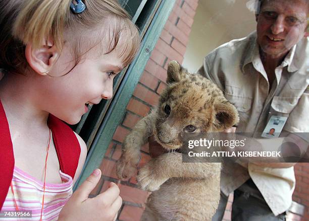 Young girl looks at a six-and-a-half-week-old lion cub is shown to the media at the Budapest Zoo and Botanic Garden 25 May 2007. The lion baby,...