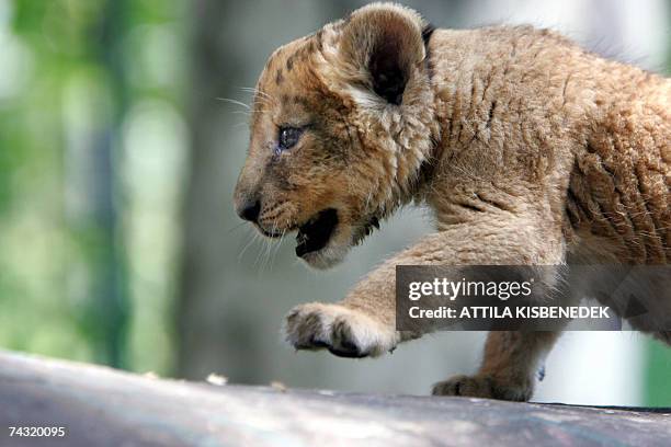 Young girl looks at a six-and-a-half-week-old lion cub climbs on a stump as it is shown to the media at the Budapest Zoo and Botanic Garden 25 May...