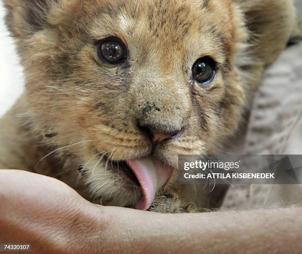 Young girl looks at a six-and-a-half-week-old lion cub is held by a zoo nurse as it is shown to the media at the Budapest Zoo and Botanic Garden 25...