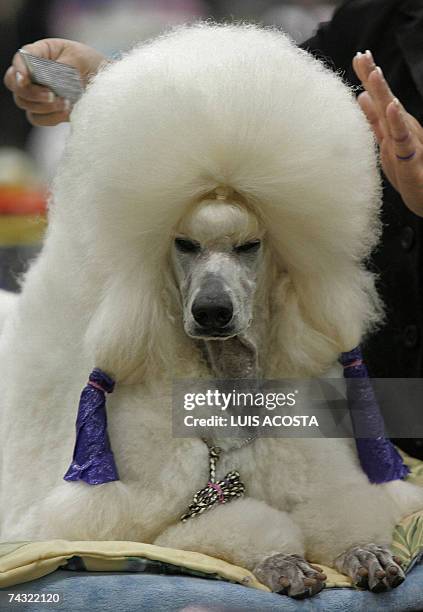 Woman grooms her Standard Poodle dog "Marlow" before its presentation at the Mexico World Dog Show 2007 in Mexico City, 24 May 2007. AFP PHOTO/Luis...